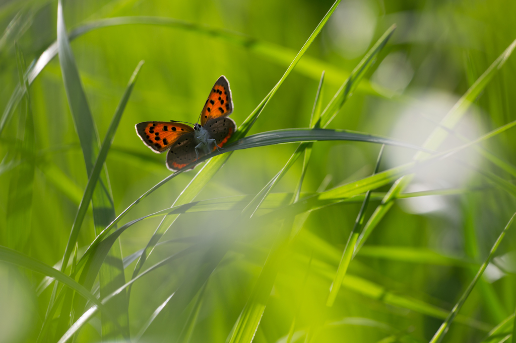 Lycaena phlaeas　ベニシジミ