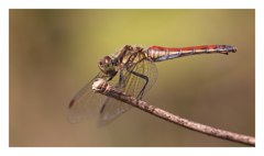 Sympetrum frequens アキアカネ