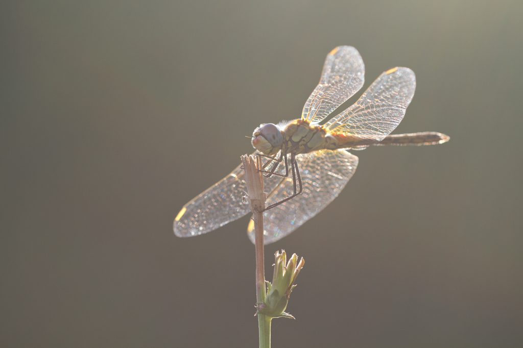 Sympetrum fonscolombii