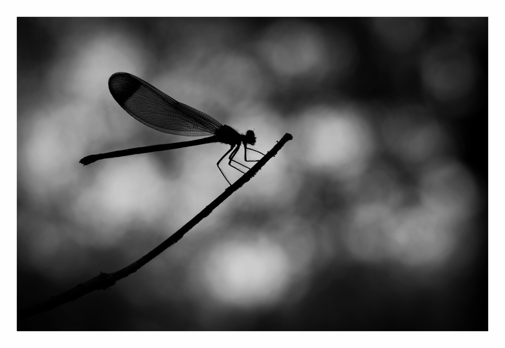 Calopteryx haemorrhoidalis