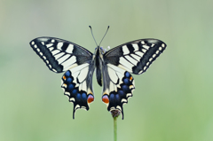 Papilio machaon 1