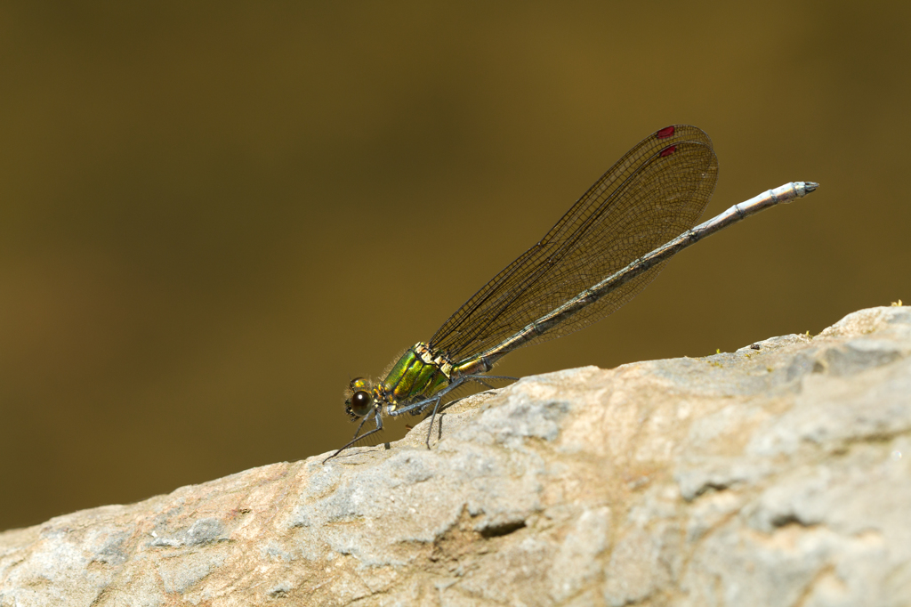 アサヒナカワトンボ (Mnais pruinosa)