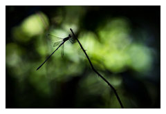 Lestes temporalis オオアオイトトンボ