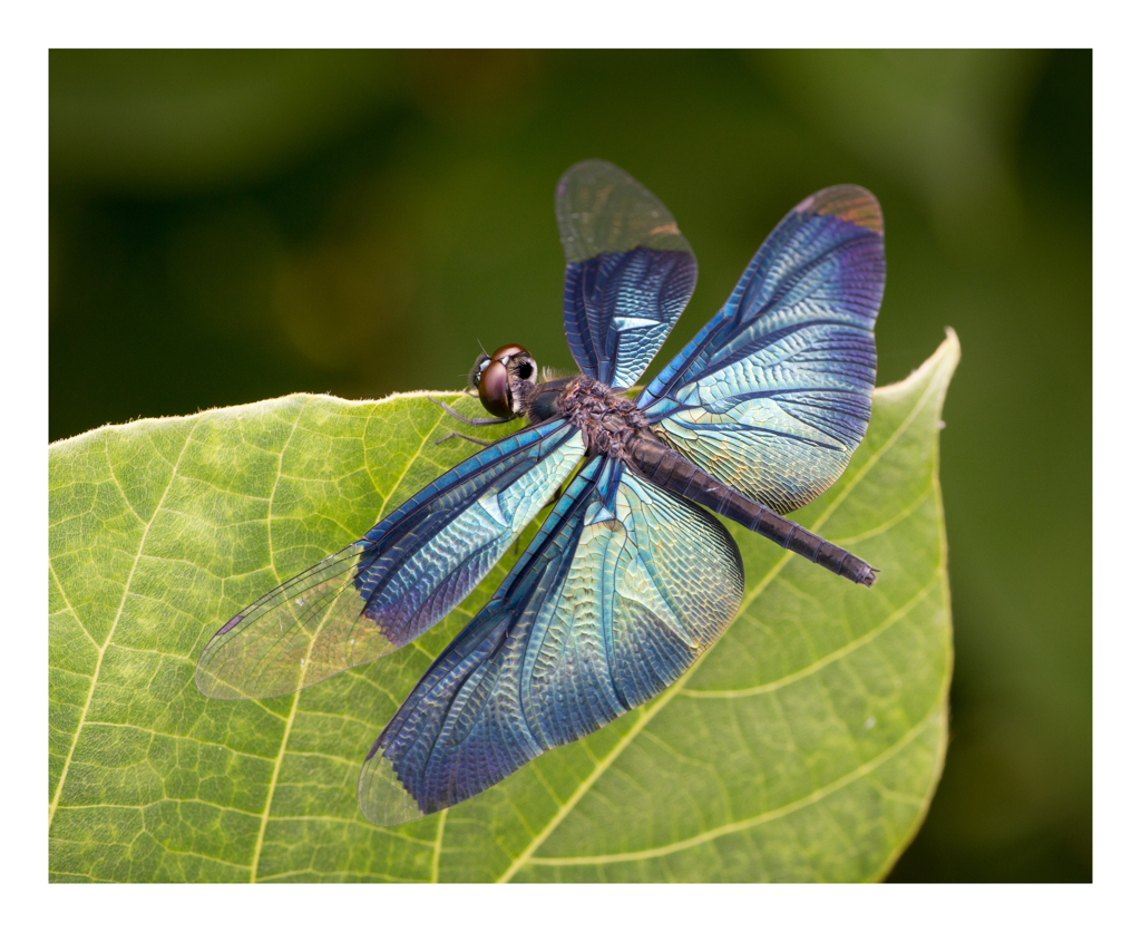Rhyothemis fuliginosa チョウトンボ