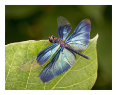 Rhyothemis fuliginosa チョウトンボ