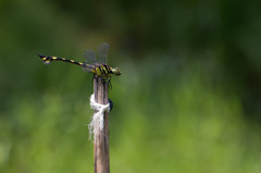Sinictinogomphus clavatus ウチワヤンマ