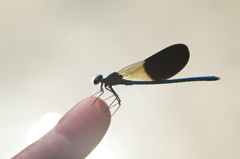 Calopteryx xanthostoma