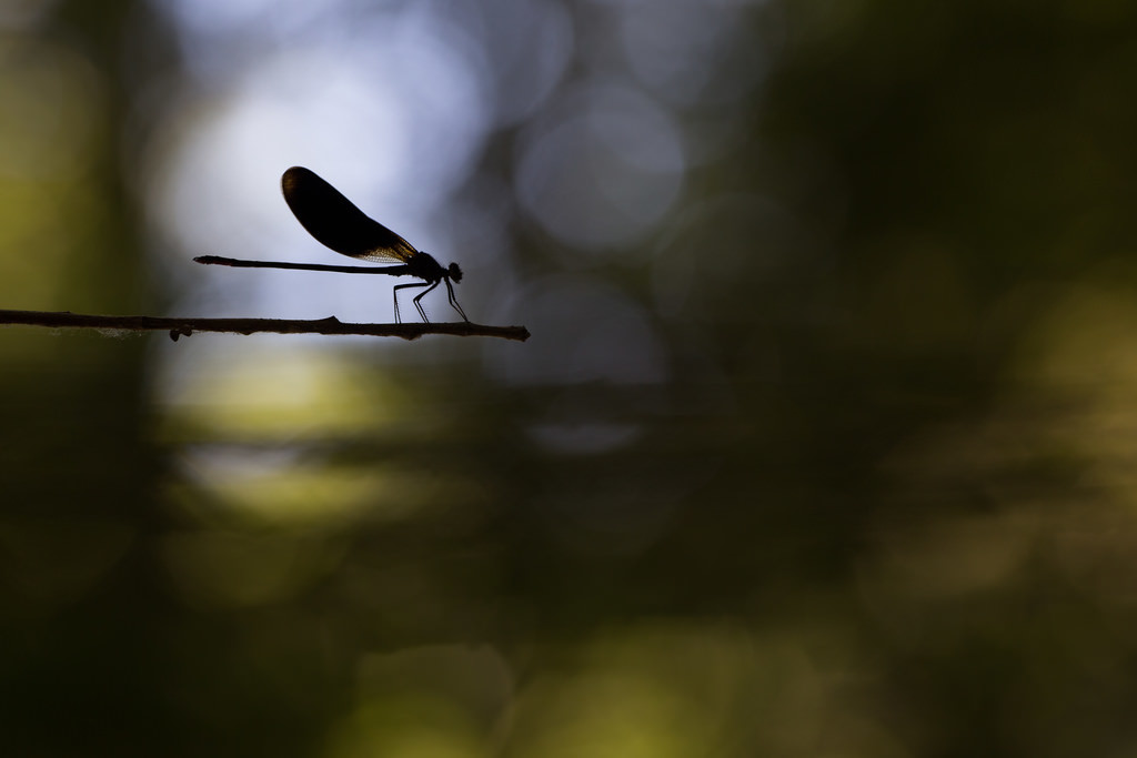 Caloipteryx haemorrhoidalis