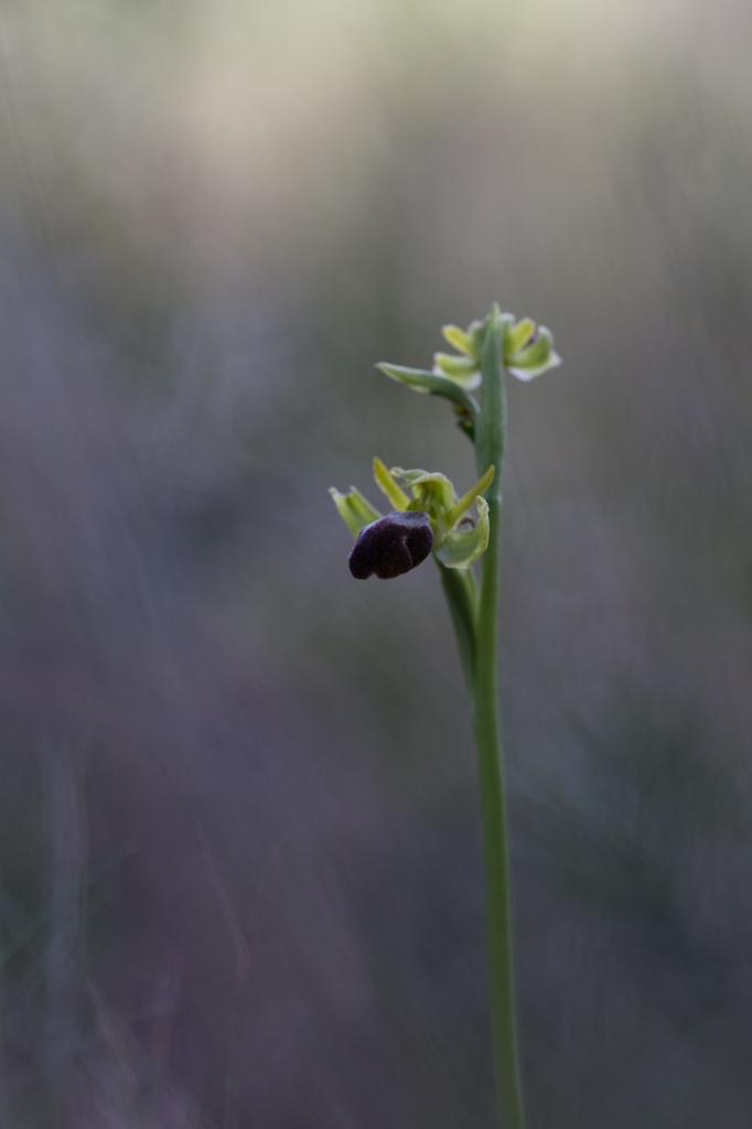 Ophrys forestieri