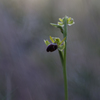 Ophrys forestieri