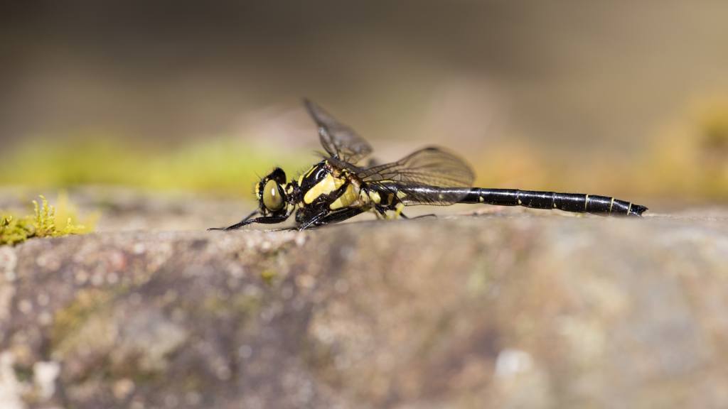 Lanthus fujiacus ヒメクロサナエ