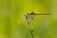 Sympetrum fonscolombii （スナアカネ）