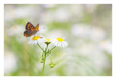 Lycaena phlaeas ベニシジミ