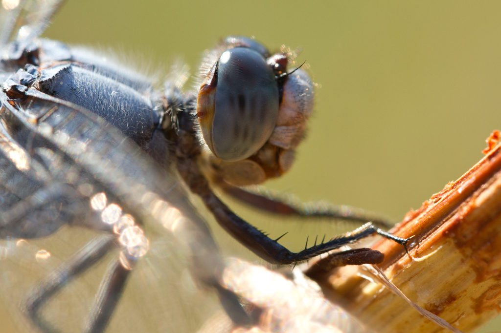 Orthetrum brunneum