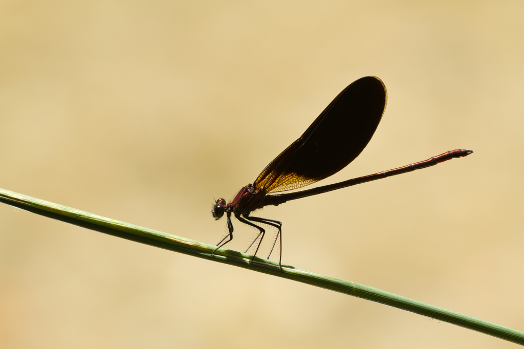 Calopteryx haemorrhoidalis
