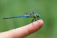 Aeshna affinis　（ヤンマ科）