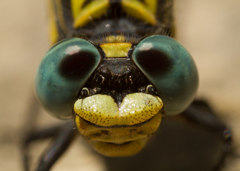 Onychogomphus uncatus