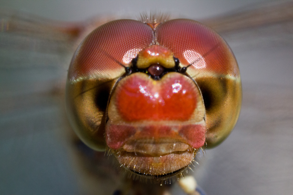 Sympetrum meridionale　（アカトンボ科）