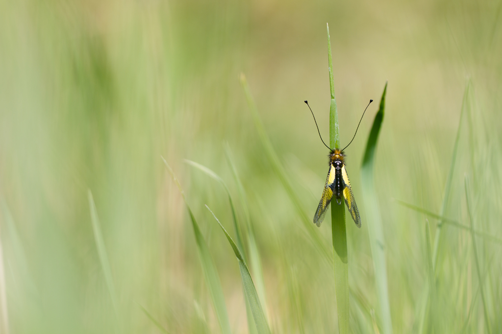 libelloides coccajus