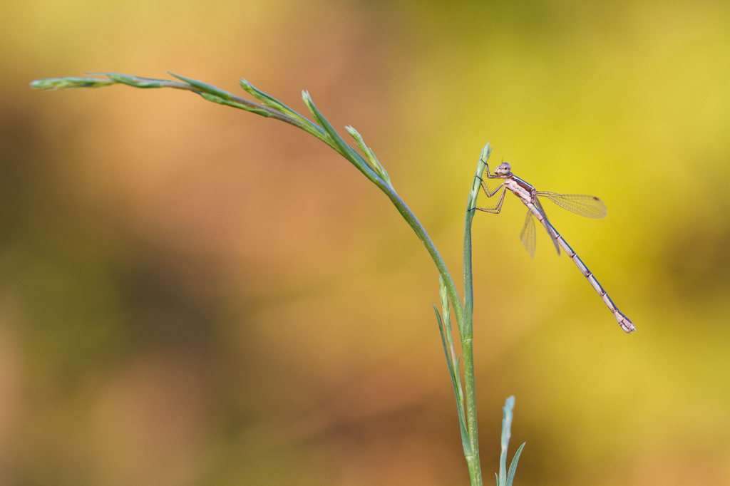 Lestes virens　（アオイトトンボ科）