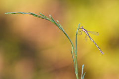 Lestes virens　（アオイトトンボ科）