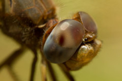 Crocothemis erythraea