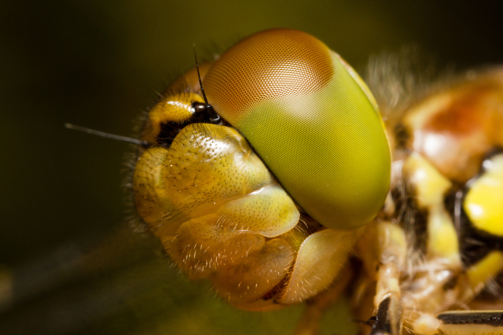 Sympetrum striolatum　（アカトンボ科、タイリクアカネ）