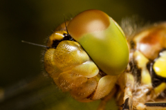 Sympetrum striolatum　（アカトンボ科、タイリクアカネ）