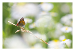Lycaena phlaeas ベニシジミ