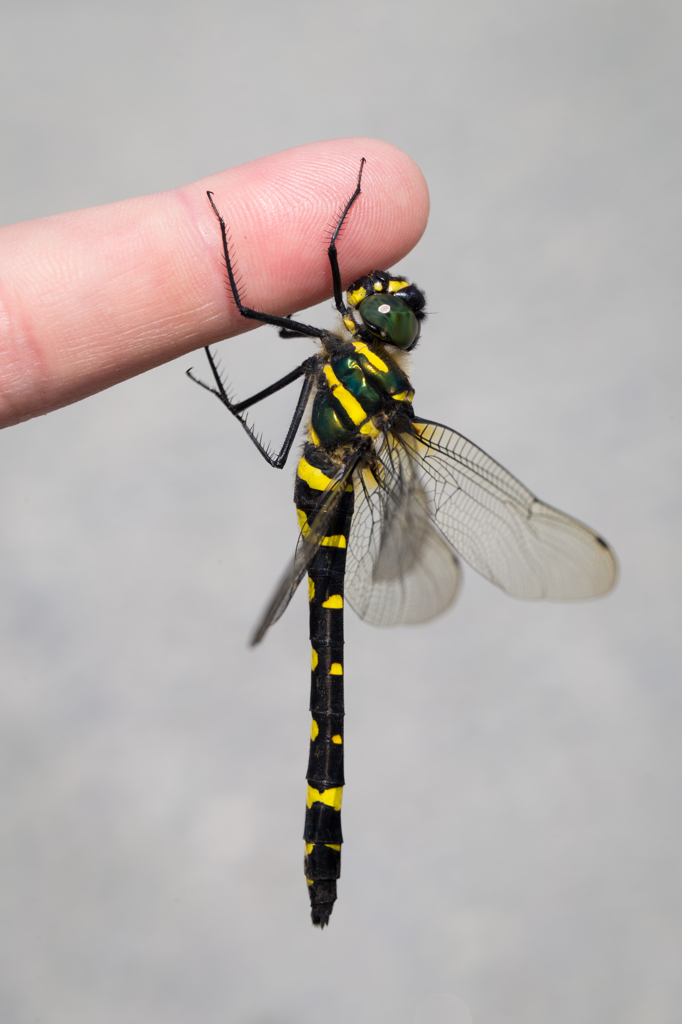 Macromia amphigena コヤマトンボ