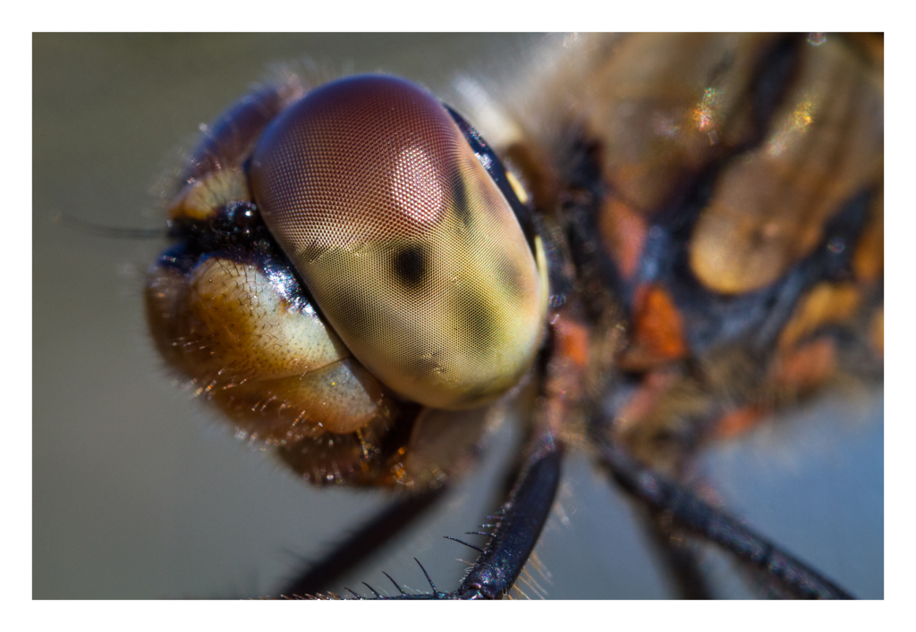 Sympetrum frequens アキアカネ