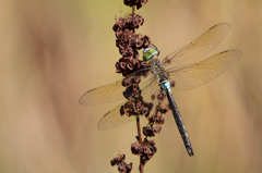 Anax parthenope