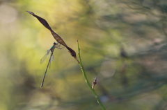Lestes viridis