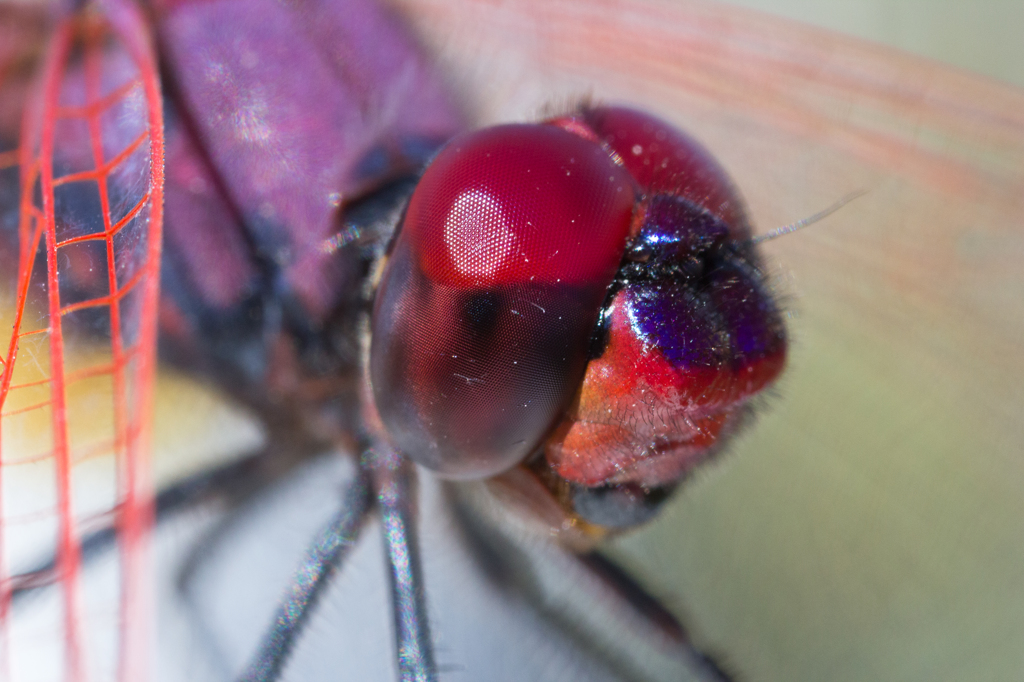 Trithemis annulata