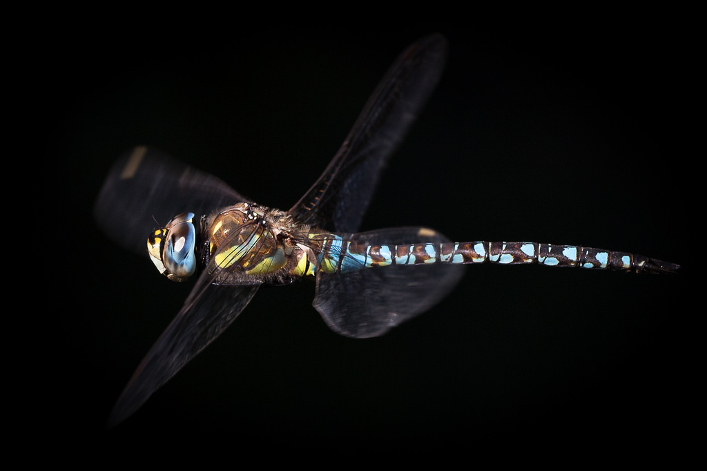 Aeshna mixta