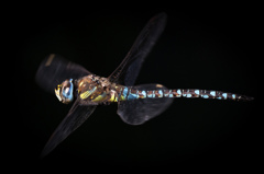 Aeshna mixta