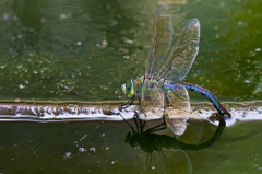 Anax imperator　（ヤンマ科、産卵中のメス）