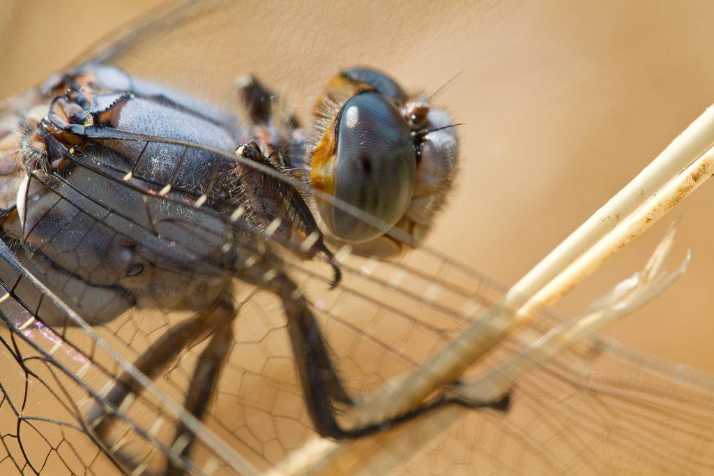 Orthetrum brunneum