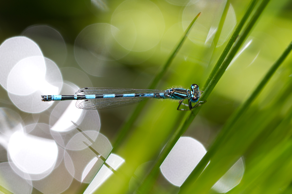 Coenagrion mercuriale　（イトトンボ科）