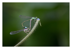 Ischnura senegalensis アオモンイトトンボ