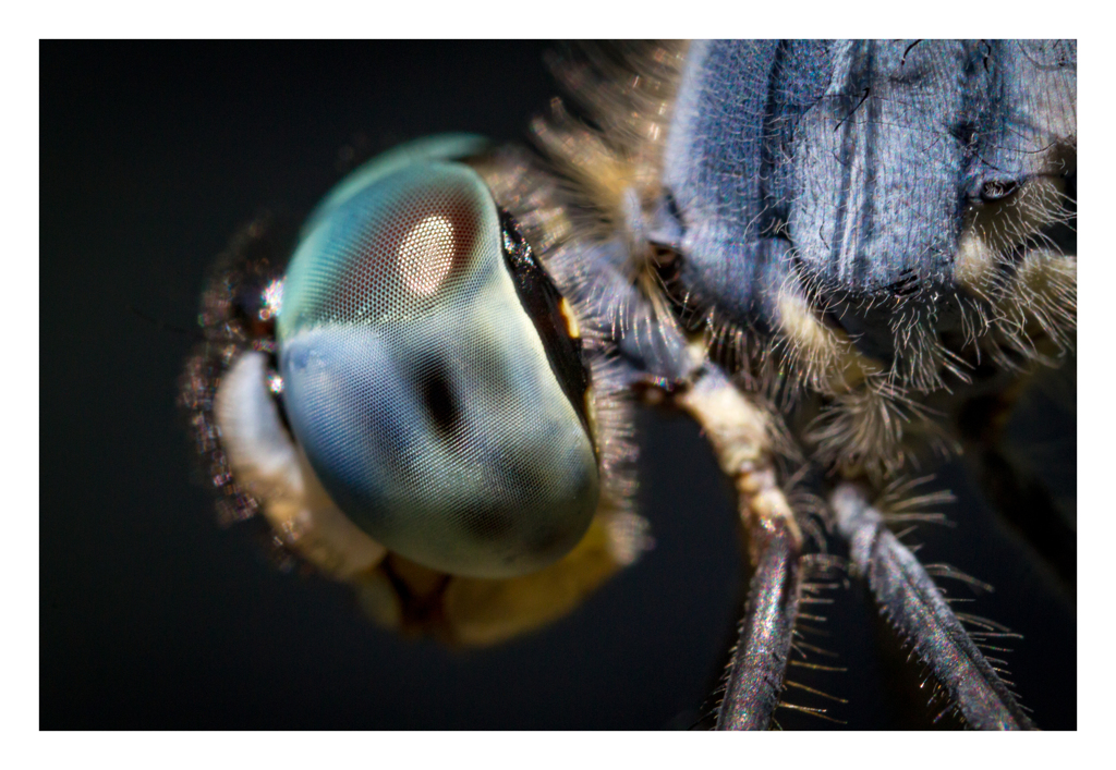 Sympetrum gracile ナニワトンボ