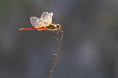 Sympetrum fonscolombii