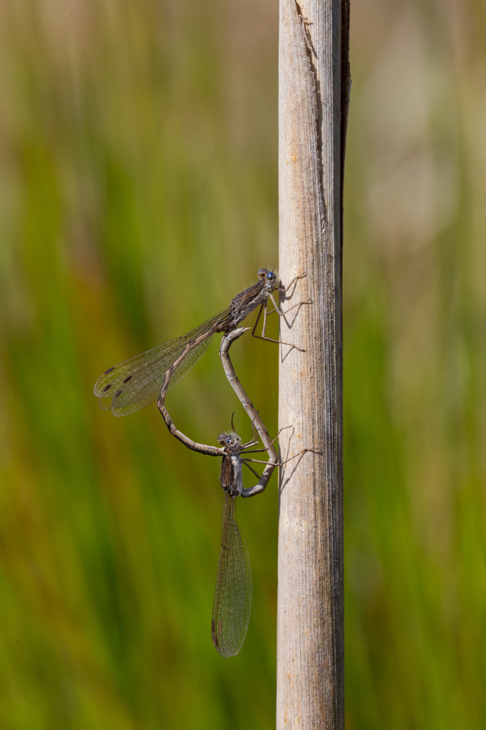 Sympecma fusca 