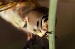 Anax ephippiger
