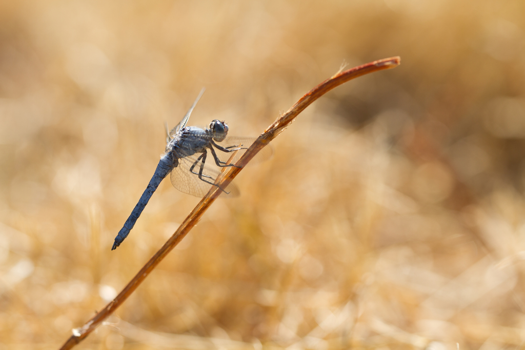 Orthetrum brunneum