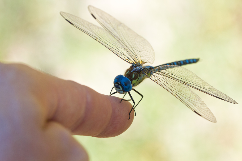 Aeshna affinis　（ヤンマ科）