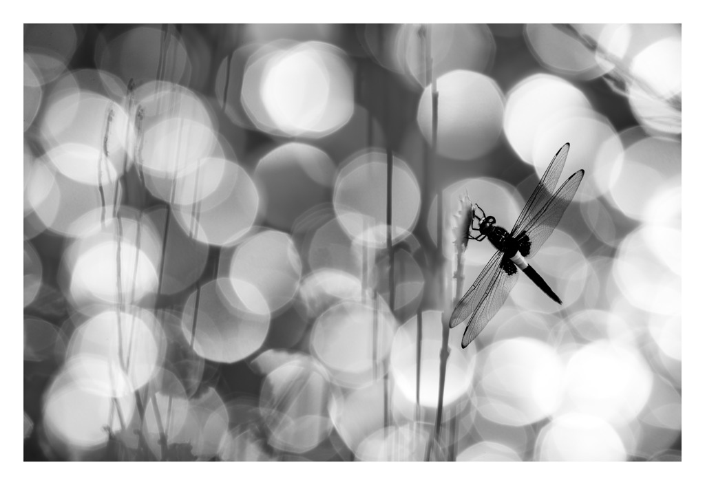Pseudothemis zonata コシアキトンボ