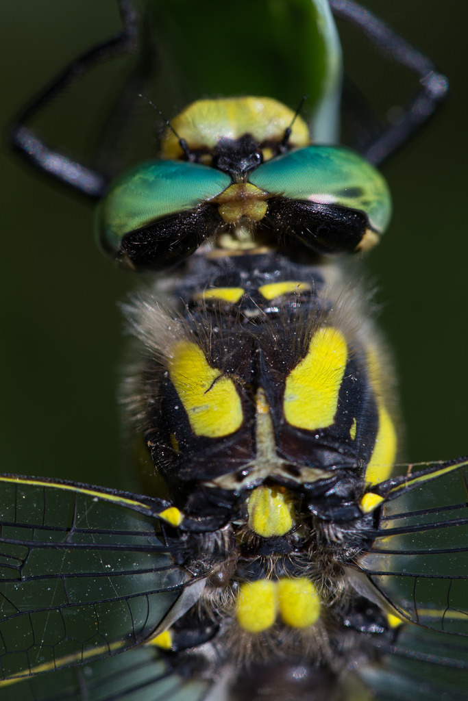 Cordulegaster boltonii immaculifrons