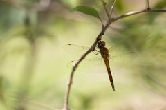 Pantala flavescens　ウスバキトンボ