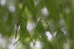 Anax parthenope ギンヤンマ
